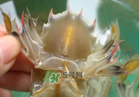 蝦蛄怎么吃？蝦蛄怎么做好吃？