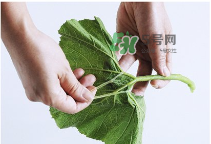 南瓜苗怎么做好吃？南瓜苗怎么撕？