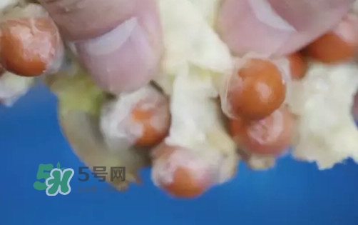 雞頭米是什么？雞頭米是芡實嗎