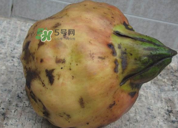 雞頭米是涼性的嗎？雞頭米是哪里的特產(chǎn)