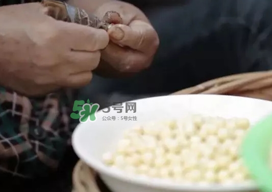 雞頭米是什么？雞頭米是芡實嗎