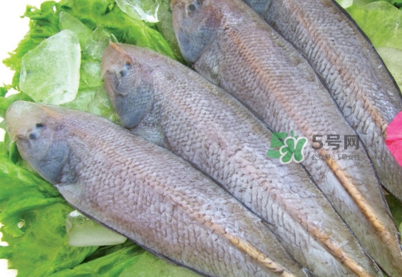 龍利魚(yú)有刺嗎？龍利魚(yú)有魚(yú)鱗嗎