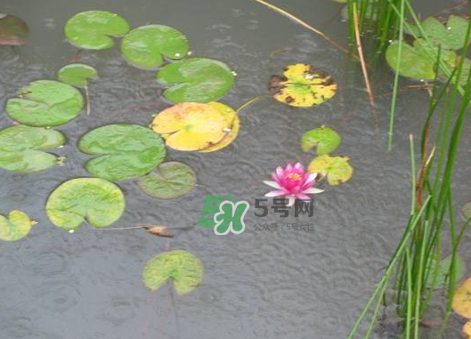 2017處暑會下雨嗎？處暑會下雨好嗎？