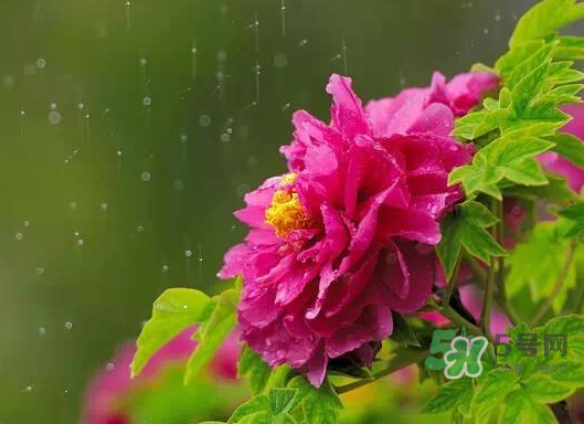 2017處暑會下雨嗎？處暑會下雨好嗎？