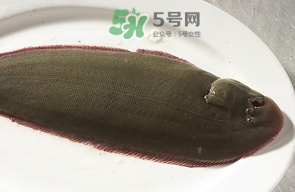 活的龍利魚怎么保存？新鮮龍利魚能放多久