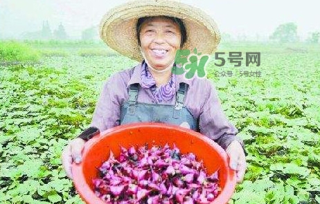 紅菱怎么種植？新鮮紅菱怎么保存