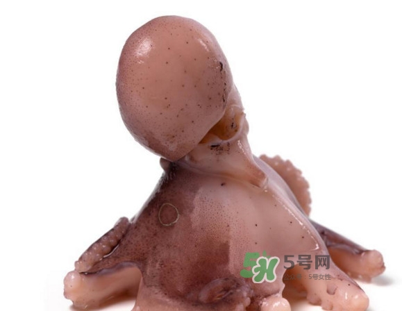 章魚怎么處理？章魚怎么殺