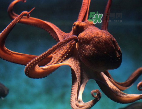 章魚的墨汁有毒嗎？章魚有寄生蟲嗎