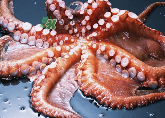 章魚有幾個心臟？章魚有幾條腿