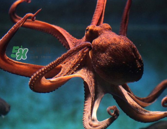 章魚(yú)可以生吃嗎？生吃章魚(yú)的危害