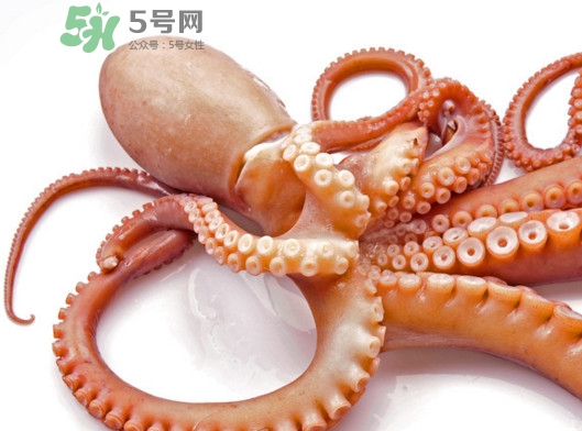 章魚血是什么顏色？章魚血為什么是藍色？