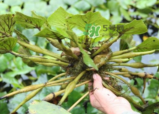 紅菱怎么種植？新鮮紅菱怎么保存