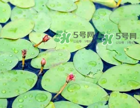 莼菜怎么讀？莼菜是哪里的特產(chǎn)