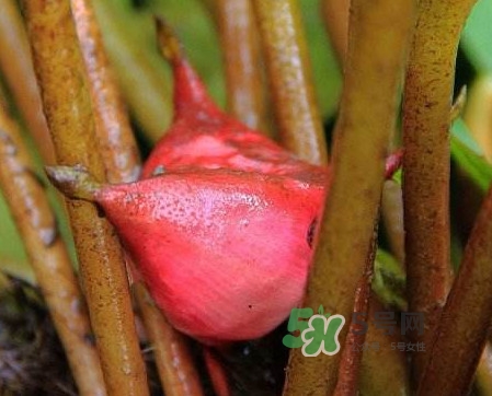 紅菱怎么吃？吃紅菱有什么好處？
