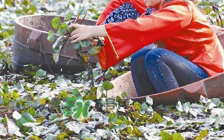 紅菱什么時候上市？什么時候采紅菱