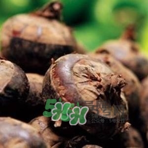 野荸薺是什么樣子的？野荸薺的營養(yǎng)價值
