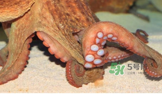 章魚怎么處理？章魚怎么殺