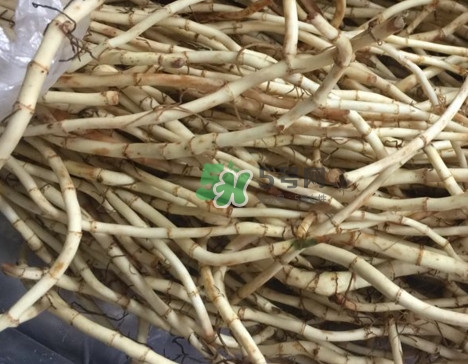 魚腥草干的好還是新鮮的好？干的魚腥草怎么吃最好