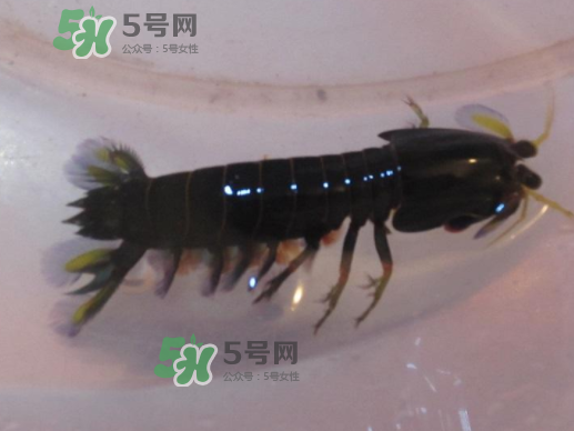 七彩神蝦是什么蝦？七彩神蝦怎么回事？