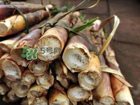 苦筍什么季節(jié)才有？苦筍什么時(shí)候成熟