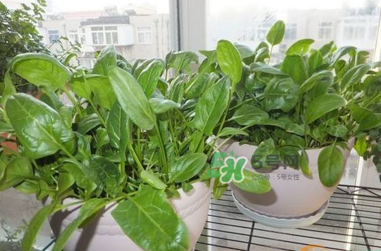 八月份可以種菠菜嗎？波菜8月中旬種可以嗎？