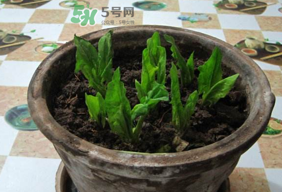 八月份可以種菠菜嗎？波菜8月中旬種可以嗎？