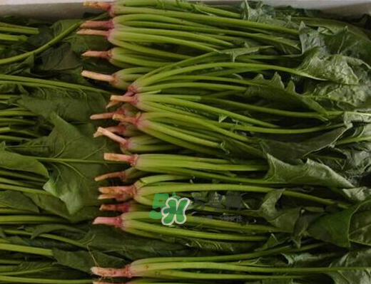 八月份可以種菠菜嗎？波菜8月中旬種可以嗎？