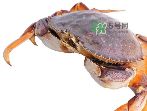 太子蟹好吃還是面包蟹好吃？太子蟹和面包蟹的區(qū)別