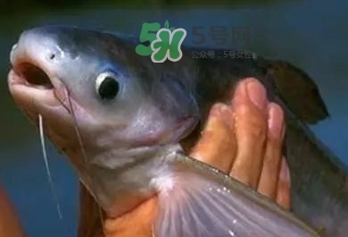 巴沙魚是鯰魚嗎？巴沙魚是海魚嗎