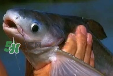 巴沙魚(yú)有刺嗎？巴沙魚(yú)有寄生蟲(chóng)嗎