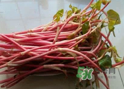 魚腥草一次吃多少最好？魚腥草一天吃多少合適