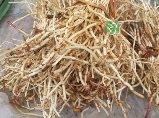 魚(yú)腥草用開(kāi)水泡可以嗎？魚(yú)腥草用量多少克？