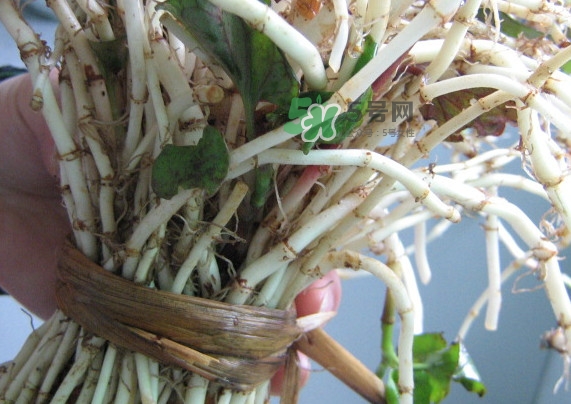 魚腥草干的好還是新鮮的好？干的魚腥草怎么吃最好