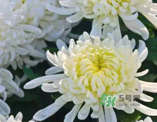 八月份能扦插菊花嗎？菊花可以8月份扦插嗎？