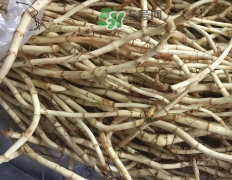 魚腥草可以和蜂蜜一起喝嗎？蜂蜜能和魚腥草一起泡嗎