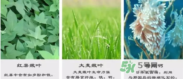 pola青汁效果怎么樣？pola青汁酵素酵素功效