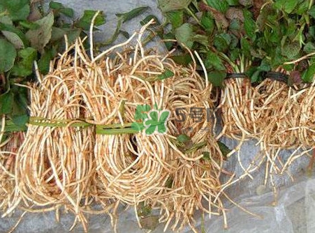 魚腥草什么季節(jié)有？魚腥草什么時候采摘最好