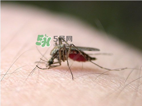九月份還有蚊子嗎？9月份還有蚊子嗎？