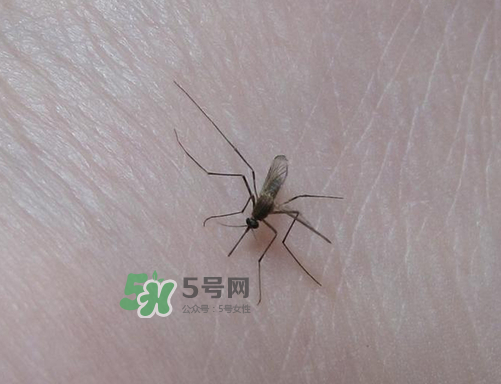九月份還有蚊子嗎？9月份還有蚊子嗎？