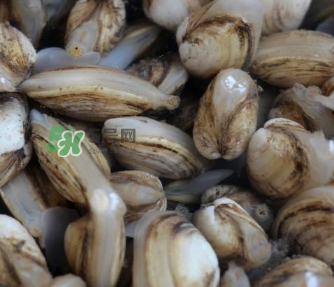 海瓜子死了還能吃嗎？海瓜子死了是什么樣子