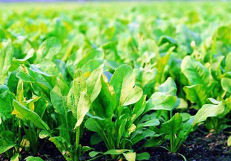 八月份可以種菠菜嗎？波菜8月中旬種可以嗎？