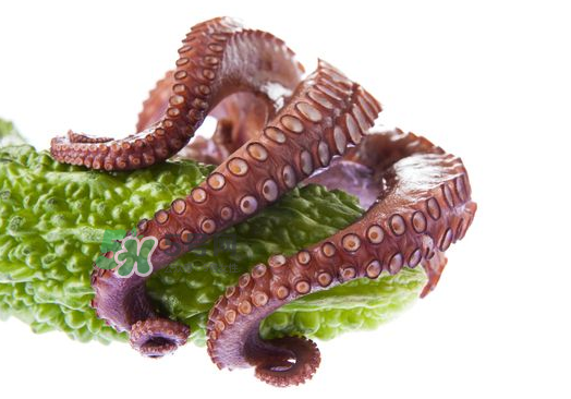 八爪魚什么季節(jié)最好吃？八爪魚什么時(shí)候有籽？