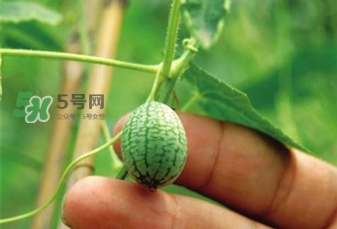 世界上最小西瓜來(lái)了 世界上最小西瓜怎么吃？