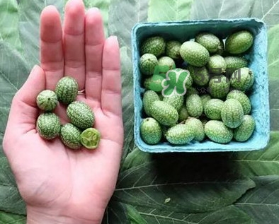 世界上最小西瓜是拇指西瓜嗎？世界上最小西瓜帶皮吃嗎