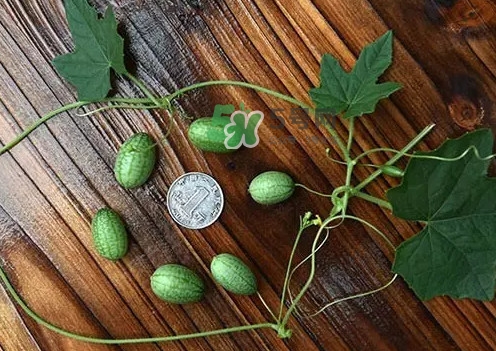 拇指西瓜多少錢一斤？拇指西瓜一口能吃幾個(gè)？