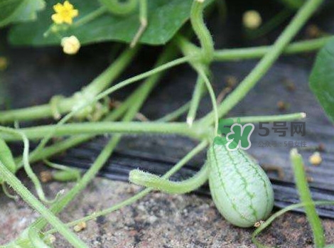 拇指西瓜什么時候種植最好？拇指西瓜哪里可以買到