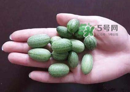 拇指西瓜怎么種？拇指西瓜為什么那么小