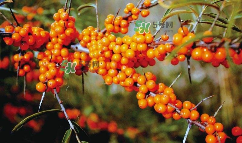 沙棘是什么？沙棘的功效與作用