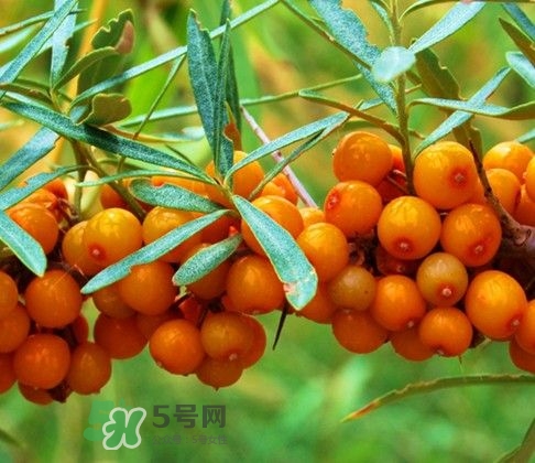 沙棘怎么吃？沙棘果的食用禁忌