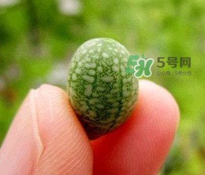 拇指西瓜怎么吃？拇指西瓜好吃嗎